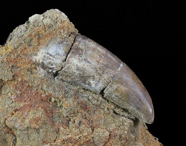 Tyrannosaur Tooth - Aguja Formation, Texas #67781